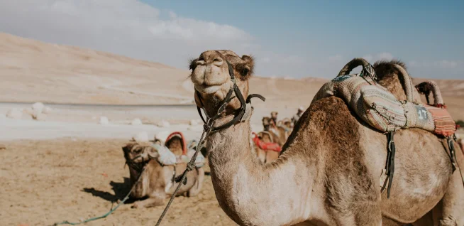 camel ride in dubai